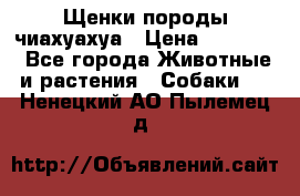 Щенки породы чиахуахуа › Цена ­ 12 000 - Все города Животные и растения » Собаки   . Ненецкий АО,Пылемец д.